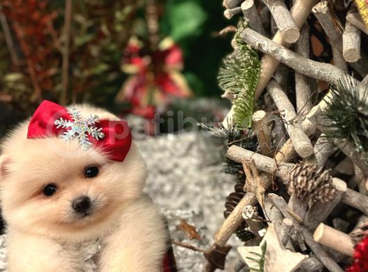 Ayı Surat Pomerian Bebeklerim görsel