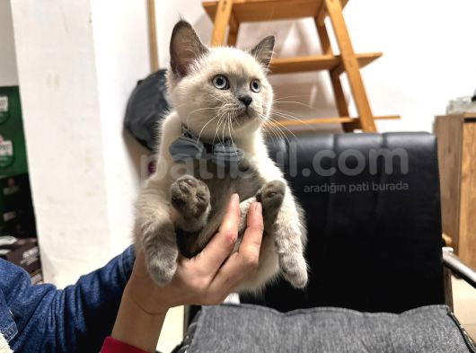 Bri̇ti̇sh Shorthai̇r Blue Poi̇nts Erkek Yavrumuz görsel