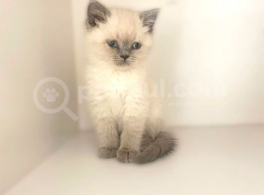 Kedi Eğitmeninden Safkan Kediler görsel