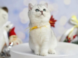 Asıl Silver British Shorthair