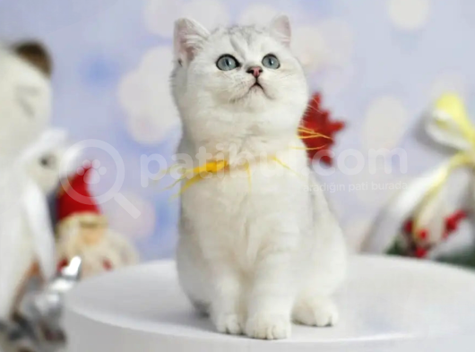 Asıl Silver British Shorthair
