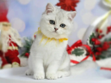 Asıl Silver British Shorthair