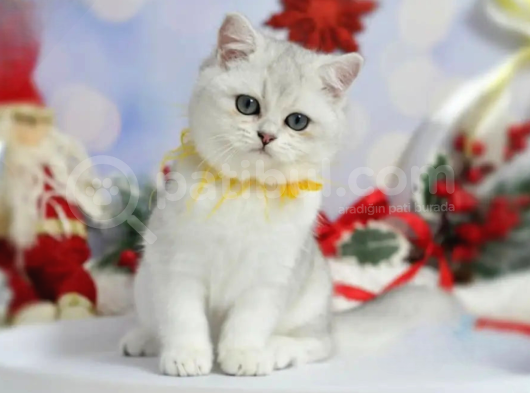 Asıl Silver British Shorthair görsel