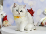 Asıl Silver British Shorthair