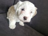 3 aylık dişi maltipoo
