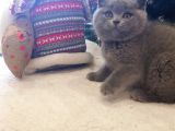 Kedi Eğitmeninden Safkan Kediler