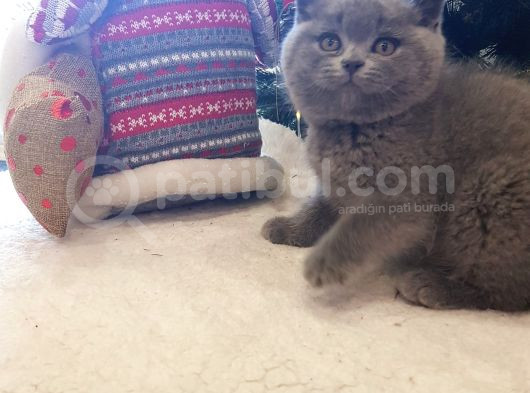 Kedi Eğitmeninden Safkan Kediler görsel
