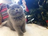 Kedi Eğitmeninden Safkan Kediler