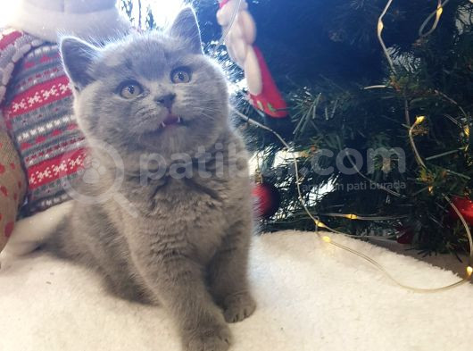 Kedi Eğitmeninden Safkan Kediler görsel
