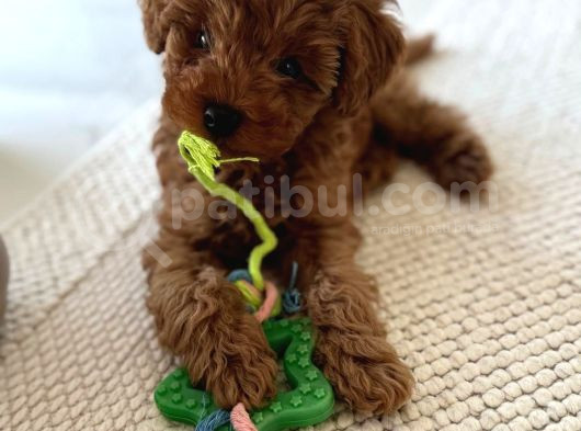 Sağlık ve ırk garantili toy poodle yavrularımız