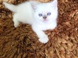 BRİTİSH SCOTİSH KAR BEYAZ