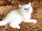 Bri̇ti̇sh Scoti̇sh Kar Beyaz