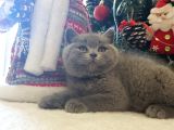 Kedi Eğitmeninden Safkan Kediler