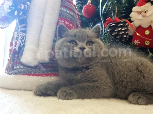 Kedi Eğitmeninden Safkan Kediler görsel