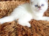 Bri̇ti̇sh Scoti̇sh Kar Beyaz