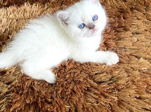 Bri̇ti̇sh Scoti̇sh Kar Beyaz görsel