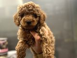 Toy Poodle