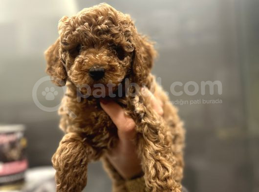 Toy Poodle görsel