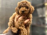 Toy Poodle