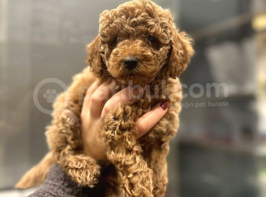 Toy Poodle görsel
