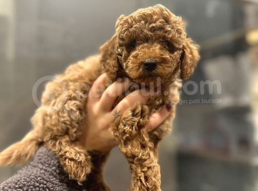 Toy Poodle