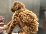 Toy Poodle
