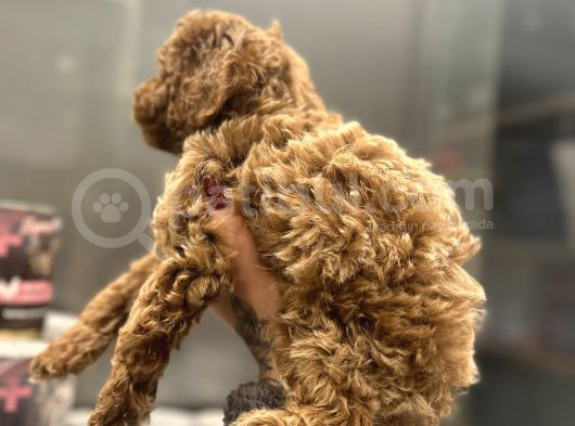 Toy Poodle görsel