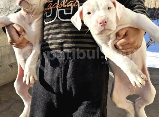 Kayseri Civarı 3 Aylık 1 Erkek 1Dişi Safkan Dogo Argentino görsel
