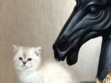 Muhteşem Kali̇te Ayi Surat Bri̇ti̇sh Shorthai̇r Yavrum