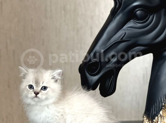 Muhteşem Kali̇te Ayi Surat Bri̇ti̇sh Shorthai̇r Yavrum görsel