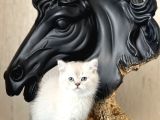 MUHTEŞEM KALİTE AYI SURAT BRİTİSH SHORTHAİR YAVRUM