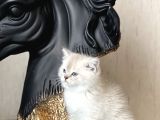 Muhteşem Kali̇te Ayi Surat Bri̇ti̇sh Shorthai̇r Yavrum