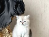 Muhteşem Kali̇te Ayi Surat Bri̇ti̇sh Shorthai̇r Yavrum