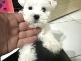 Orjinal Irk Maltese Mini Boy