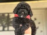 Si̇yah İnci̇ Orji̇nal Poodle Yavrularimiz