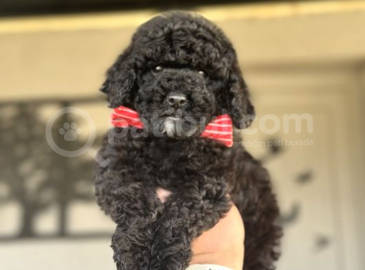 Si̇yah İnci̇ Orji̇nal Poodle Yavrularimiz görsel