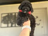Si̇yah İnci̇ Orji̇nal Poodle Yavrularimiz