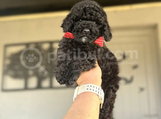Si̇yah İnci̇ Orji̇nal Poodle Yavrularimiz görsel