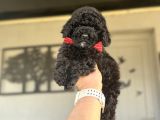 SİYAH İNCİ ORJİNAL POODLE YAVRULARIMIZ