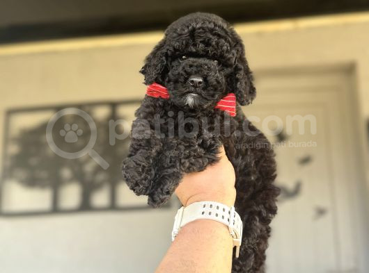 Si̇yah İnci̇ Orji̇nal Poodle Yavrularimiz