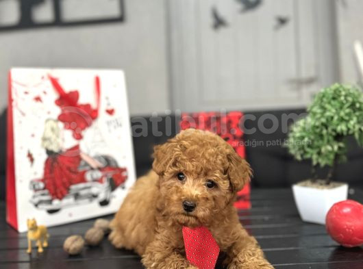 Red Toy Boy Yavrular görsel