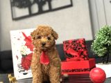 RED TOY BOY YAVRULAR