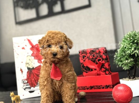 Red Toy Boy Yavrular