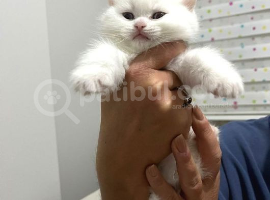 Kar Beyaz Bri̇ti̇şh Shorthai̇r görsel