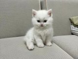 KAR BEYAZ BRİTİŞH SHORTHAİR