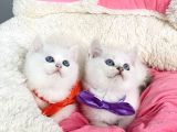 Degerını Bilene Maviş Ns1133 British Shorthair