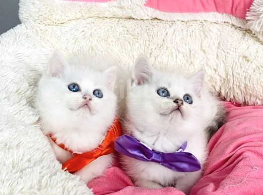 Degerını Bilene Maviş Ns1133 British Shorthair görsel
