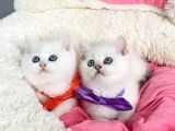 Degerını Bilene Maviş Ns1133 British Shorthair