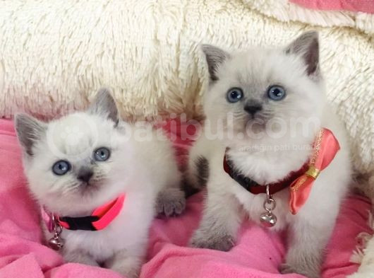 Maviş Bluepoınt Brıtısh Shoehtair Bebeklerim görsel