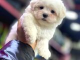 Kore Kanı Karbeyaz Maltese Yavrularımız